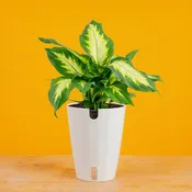 Dieffenbachia | medium