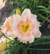 Bus Stop — Hillsdale Lily Garden