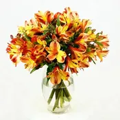 "Tequila Sunset" Peruvian Lilies