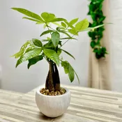Money Tree Plant