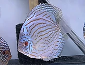5.5-6.0" Altum Blue Turquoise