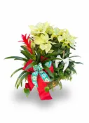 Holiday Peace Planter Basket