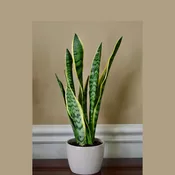 Live Snake Plant in 6" Nursery pot - Mother-In-Law's-Tongue Plant - Sansevieria Laurentii - Air Purifier Indoor Plant - Low Light Plants