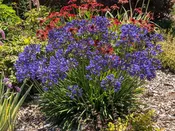 Agapanthus 'Brilliant Blue' PP25966