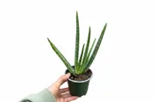 Aloe Vera 4"