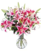 ALL STARGAZER LILLIES