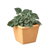 1 Pre-Potted Subscription Box