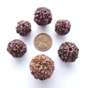Rudraksha Seeds, Dark Brown 15-18mm diameter, Set of 6 Assorted