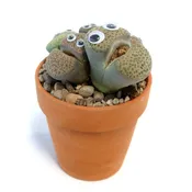 Missy Pebbles Cactus Pal ‘Living Cactus Doll with Googly Eyes’
