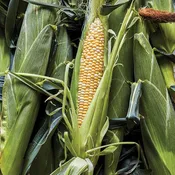 Ambrosia Corn