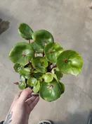 Begonia, Conchifolia