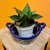 Bird's Nest Snake Plant