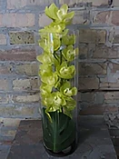 Cymbidium Orchid In Clear Cylinder