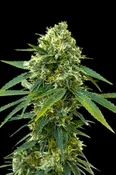 CHERRY PIE: FEM