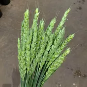 Pasta Wheat