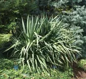 Soft Leaf Yucca