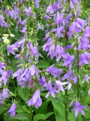 Adenophora lilifolia Ladybells Z 3-8
