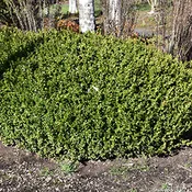 Boxwood Winter Gem