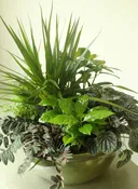 6″ Dish Garden Collection