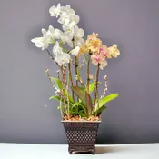 Double Orchid Planter