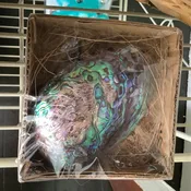Abalone Shell Medium
