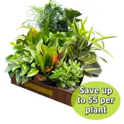 Houseplant 6" Pot
