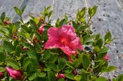 Azalea Higasa