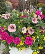 Hanging Basket — Sunset Gardens Greenhouse & Floral