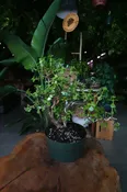 Portulacaria Afra Pagoda Bonsai 8"