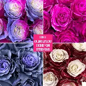 100 Mix and Match Tinted Roses - Valentine's Day Wholesale