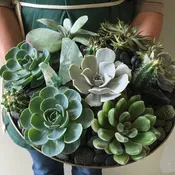 Potted Succulent Garden