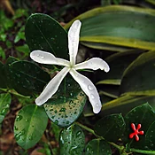 Carissa macrocarpa 'Natal Plum'