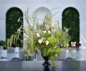 Jungle — Urban Botanica