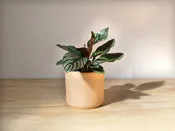 Calathea Ornata — Mother Co., Plants
