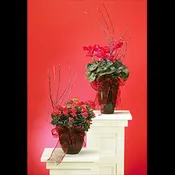 Blooming Plant