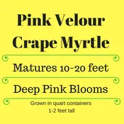 Pink Velour Crape Myrtle Trees