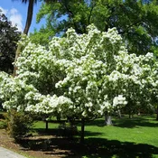 Chinese Fringe Tree