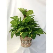 Golden Pothos green plants