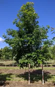 American Dream® Oak | Quercus bicolor 'JFS-KW12' — Northwest Shade Trees