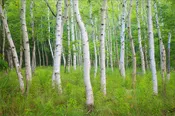 Acadia Birch