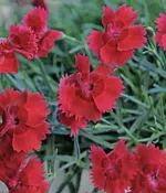 Dianthus, Fire Star #1