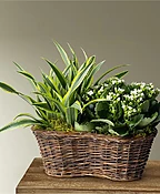 PLANTER'S BASKET