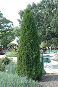 Arborvitae Emerald Green