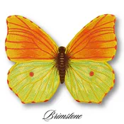 Brimstone Butterfly