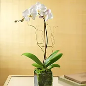 Single Orchid Plant