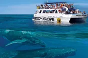 Body Glove Kona Whale Watch