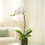 Marvelous White Phalaenopsis Orchid
