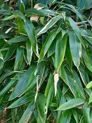 Big Leaf