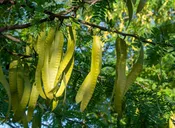 Calhoun Honeylocust