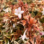 Abelia x ‘Suntastic Peach’
